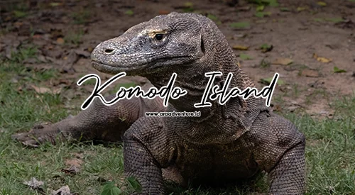 Pulau Komodo