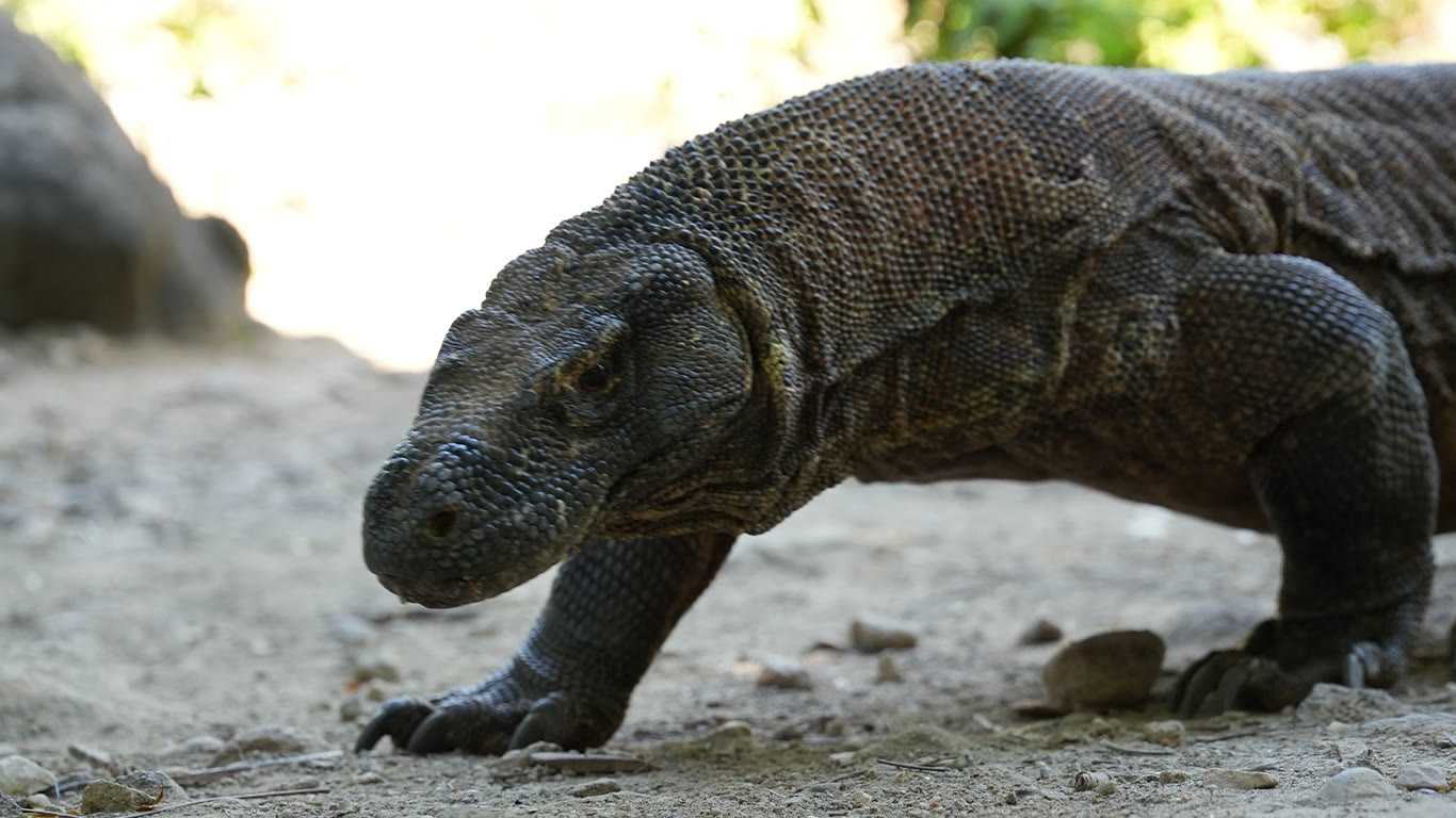 Tur Komodo 3 Hari 2 Malam